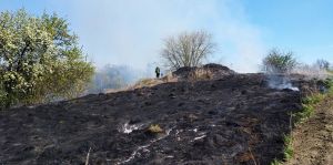 Підпалили очерет —  ледь не згоріли розквітлі яблуні
